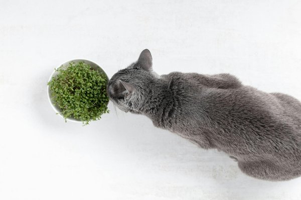 How to Introduce a Diabetic Cat to a Specialized Insulin Therapy Routine?